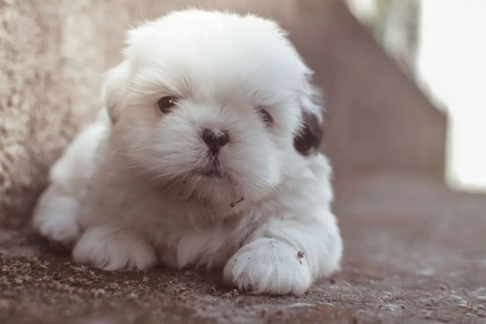 Guía sobre el cachorro de Shih Tzu: socialización, cuidados y alimentación