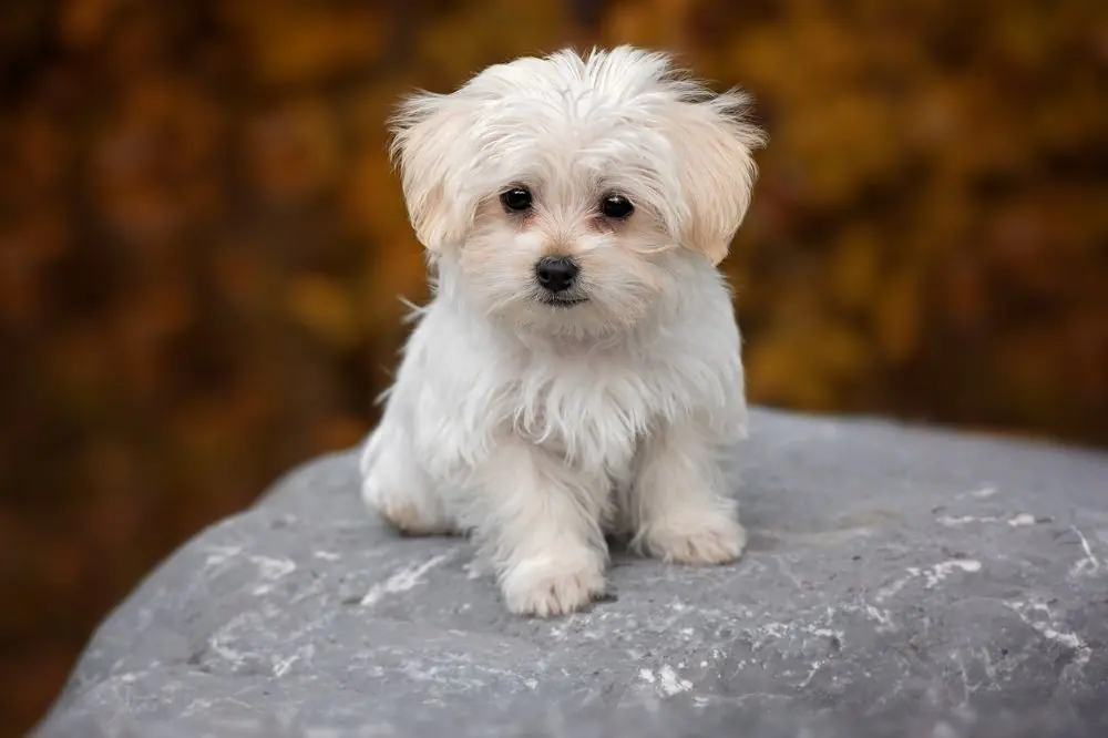 Guía sobre el cachorro de Bichón Maltés: socialización, cuidados y alimentación