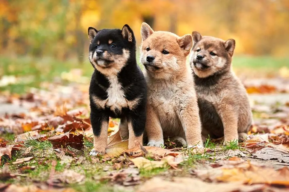 Cappotto in colori Shiba Inu