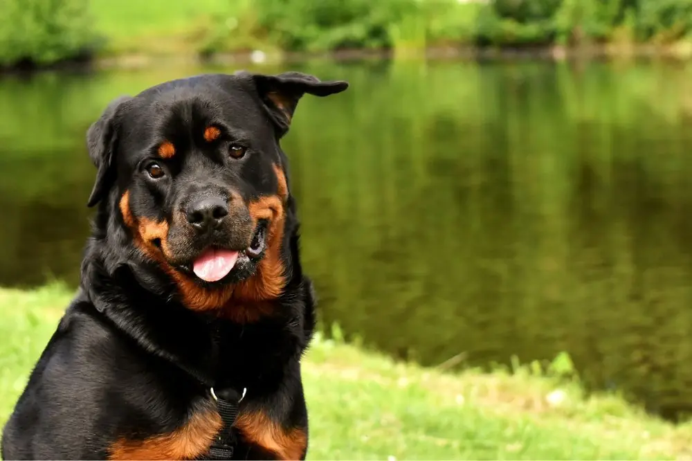 Rottweiler: origine, caratteristiche e cure