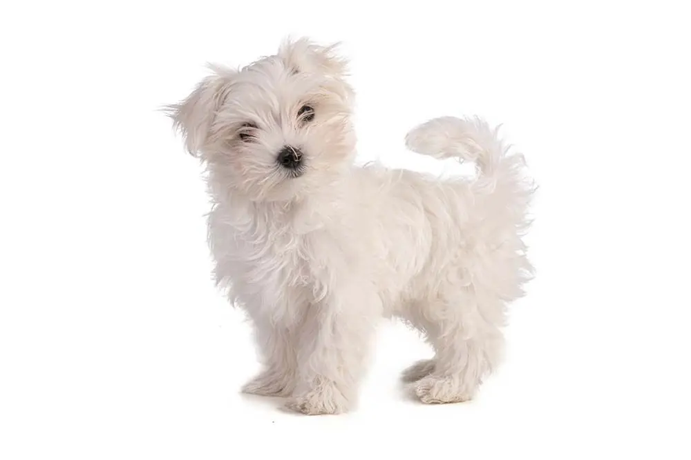 Carattere del Bichon Maltese