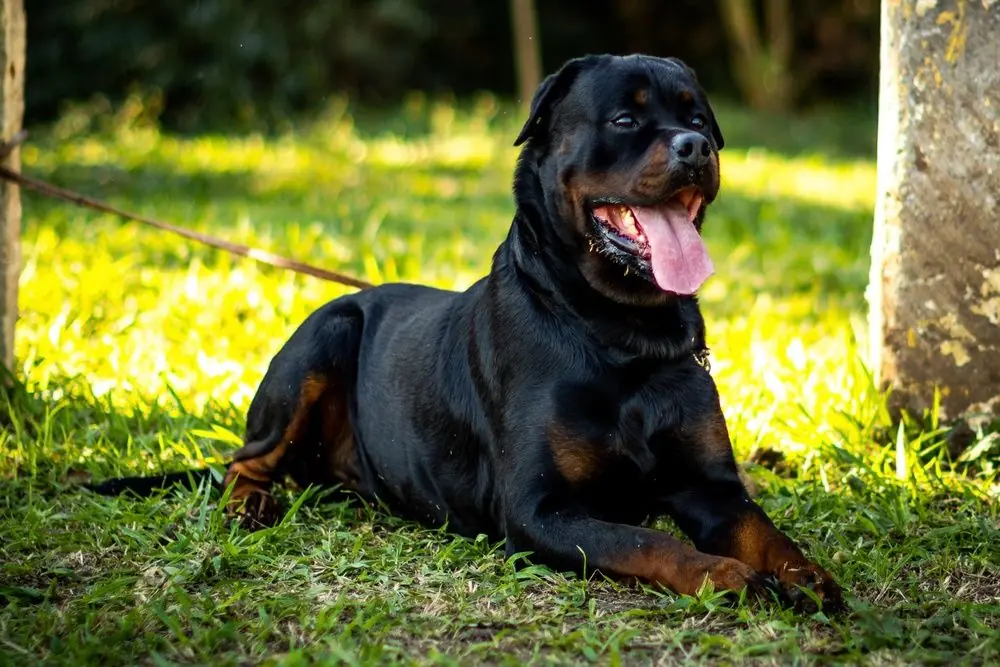 Grand chien noir et feu reposant tranquillement dans un jardin.
