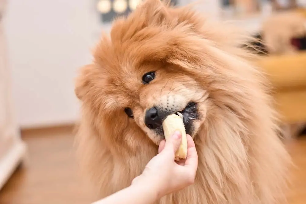 Chow Chow alimentacion