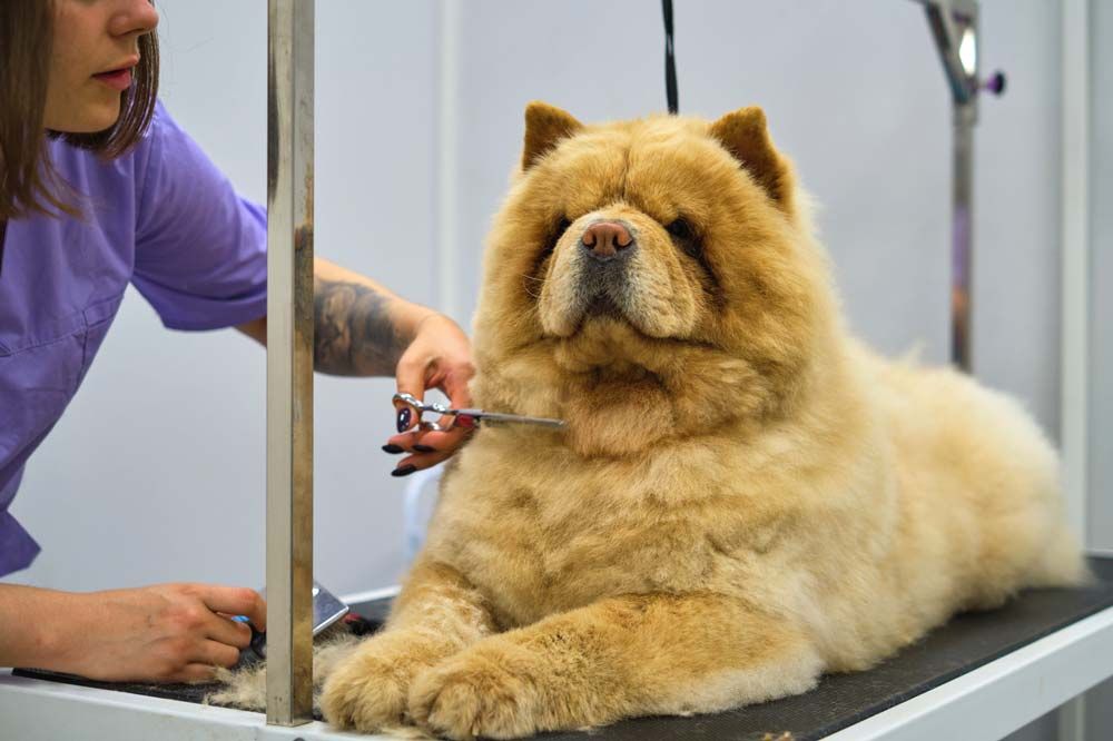 Chow Chow brossé