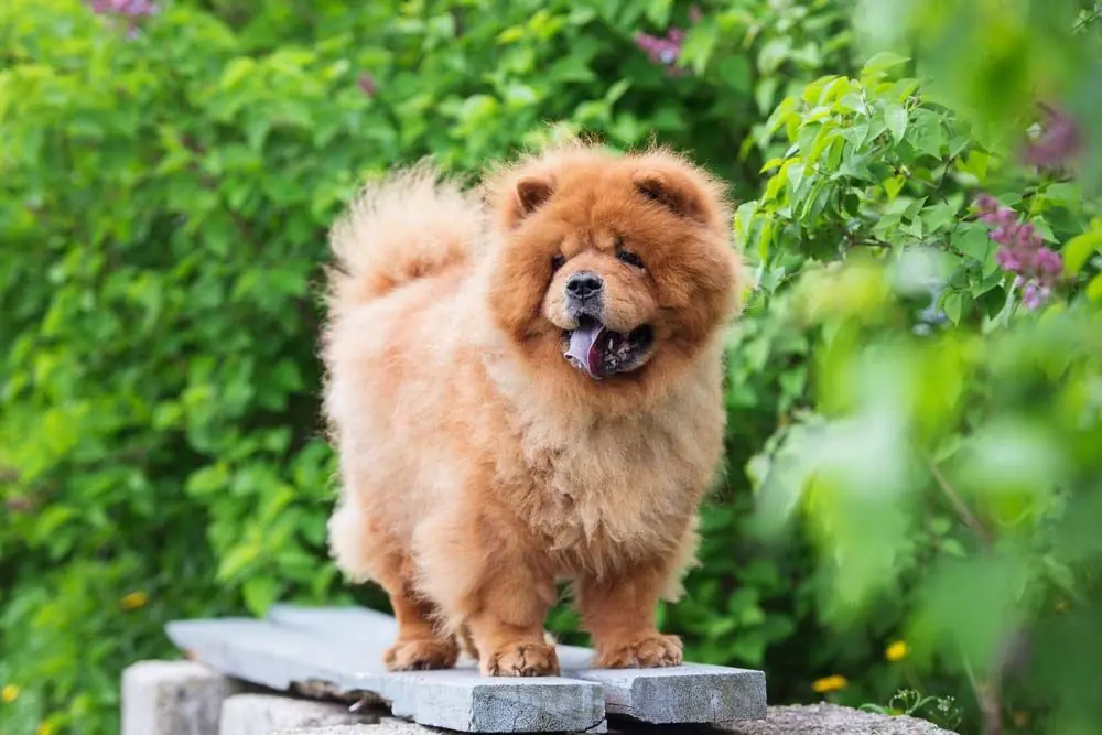 Chow Chow caracté
