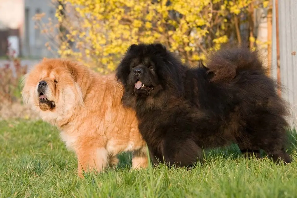 Chow Chow fourrure et couleurs
