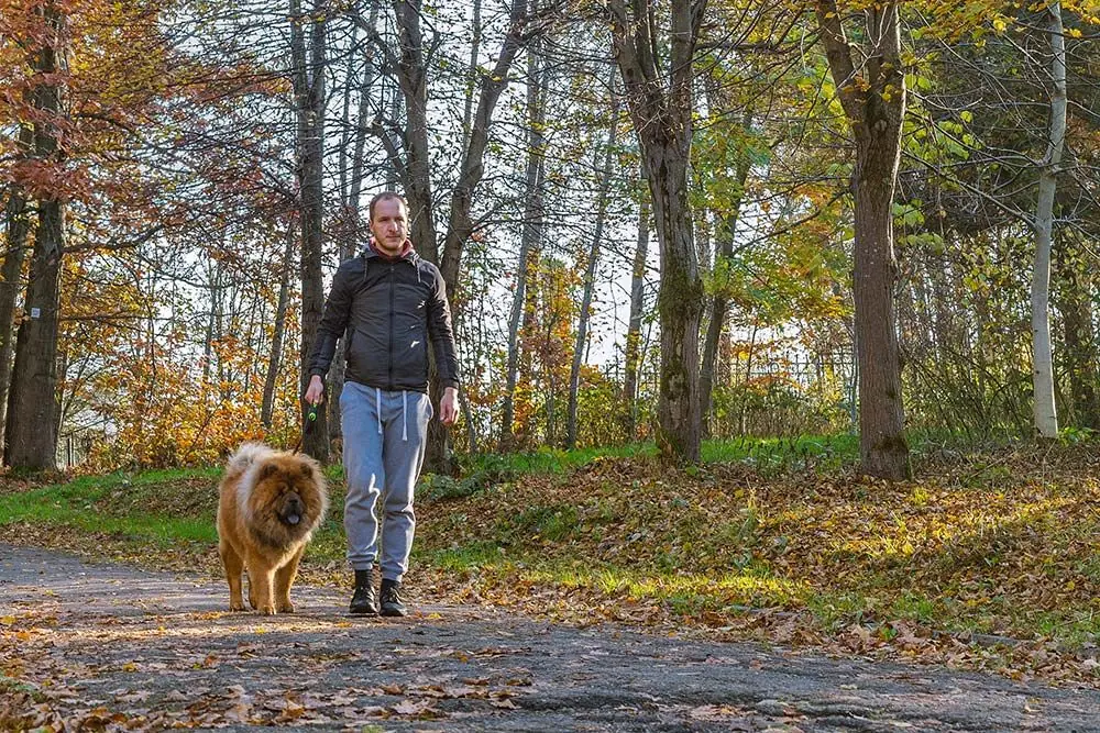 Chow Chow paseo