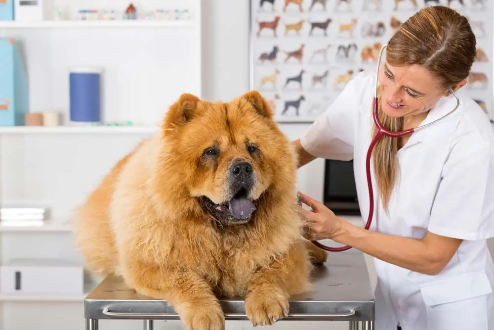 Chow Chow vétérinaire