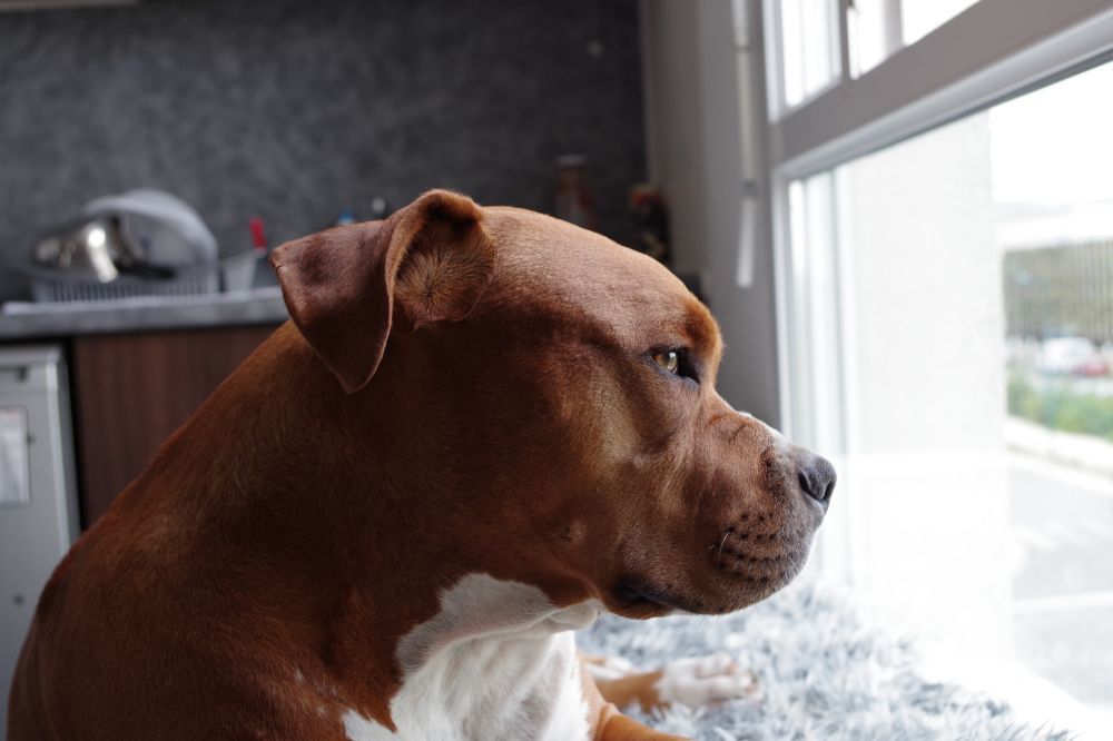 Conoce las curiosidades más destacadas y fascinantes del Pit Bull Terrier americano