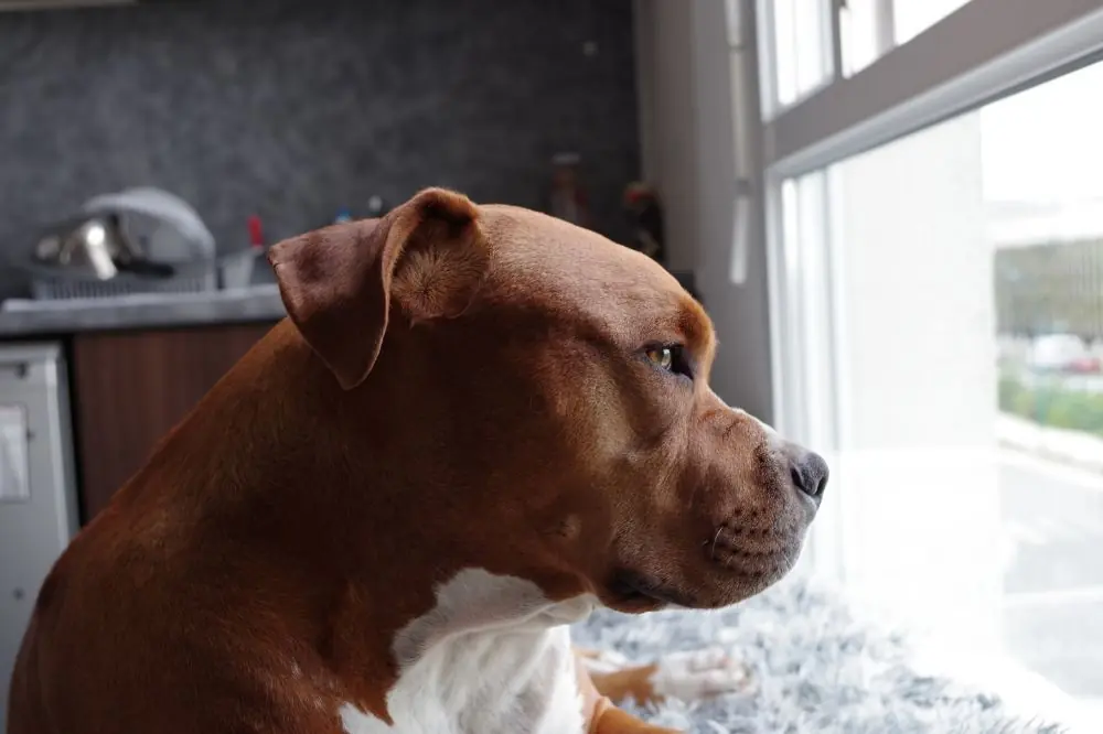 Conoce las curiosidades más destacadas y fascinantes del Pit Bull Terrier americano