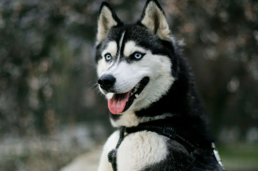 Curiosità sul Husky