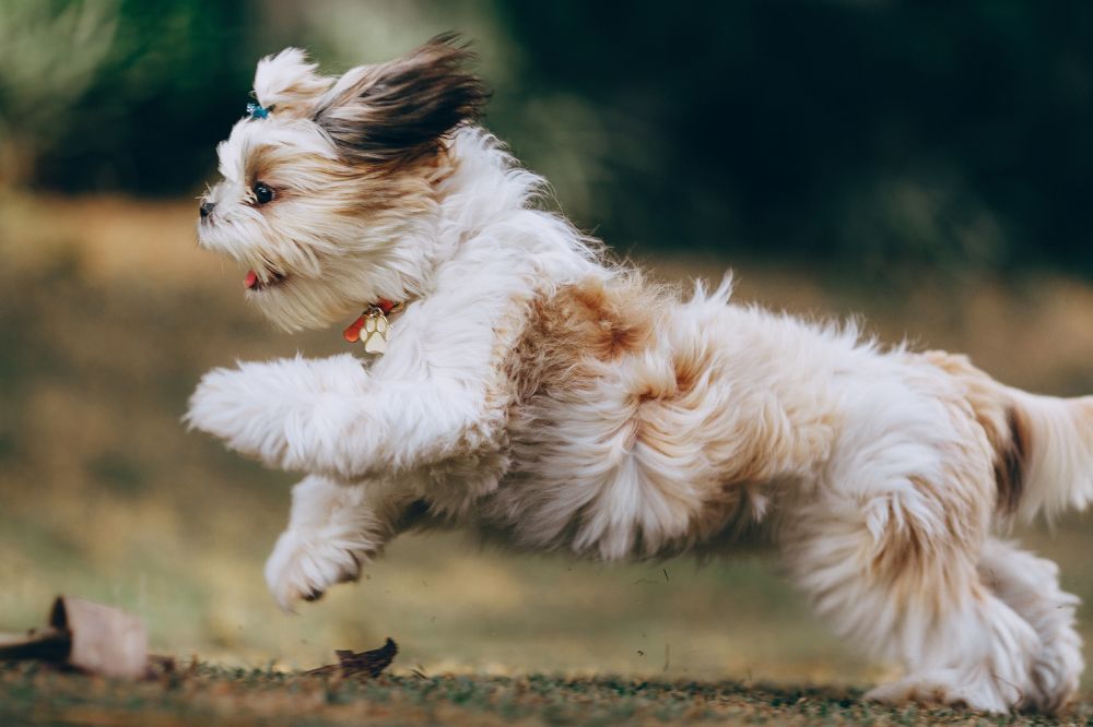 Consejos para una correcta socialización desde cachorro