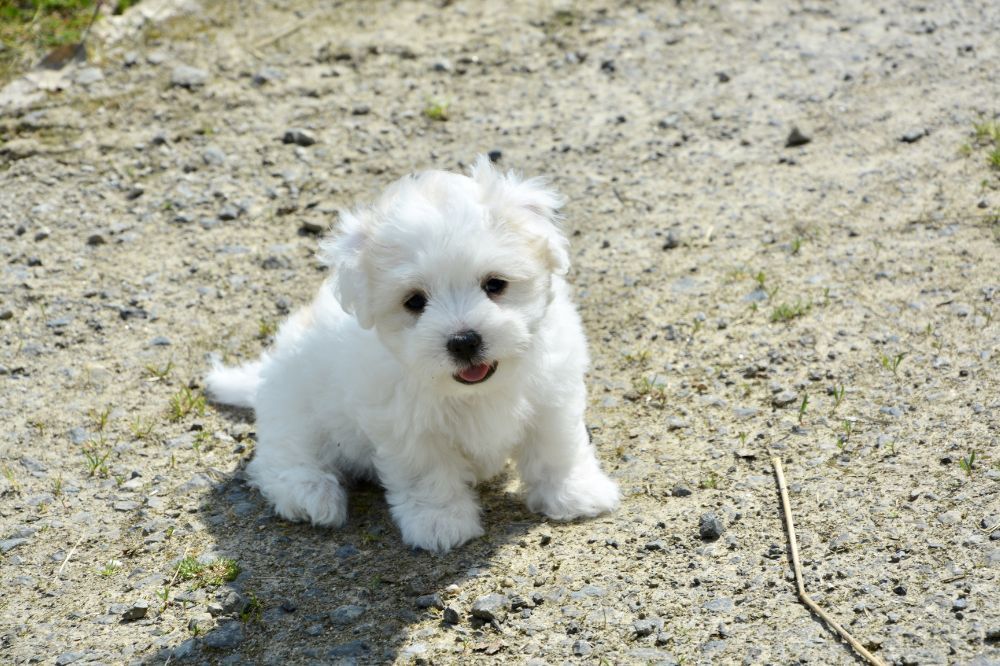 Consejos para una correcta socialización