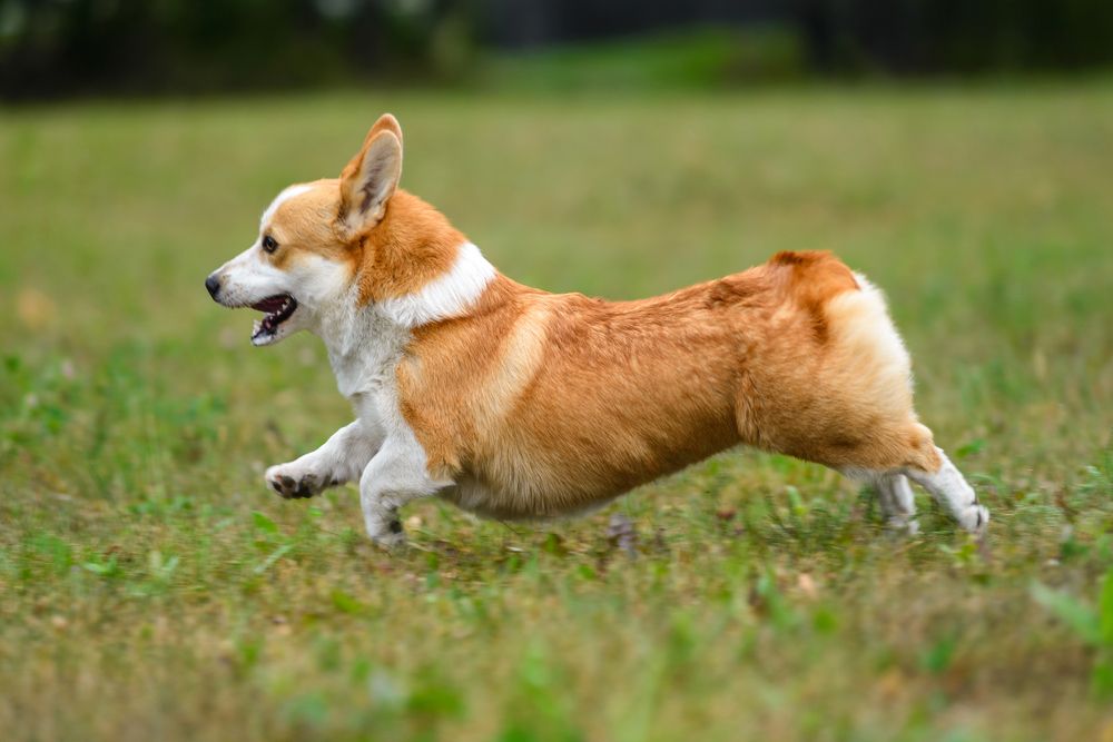 Corgi en movimiento al exterior.