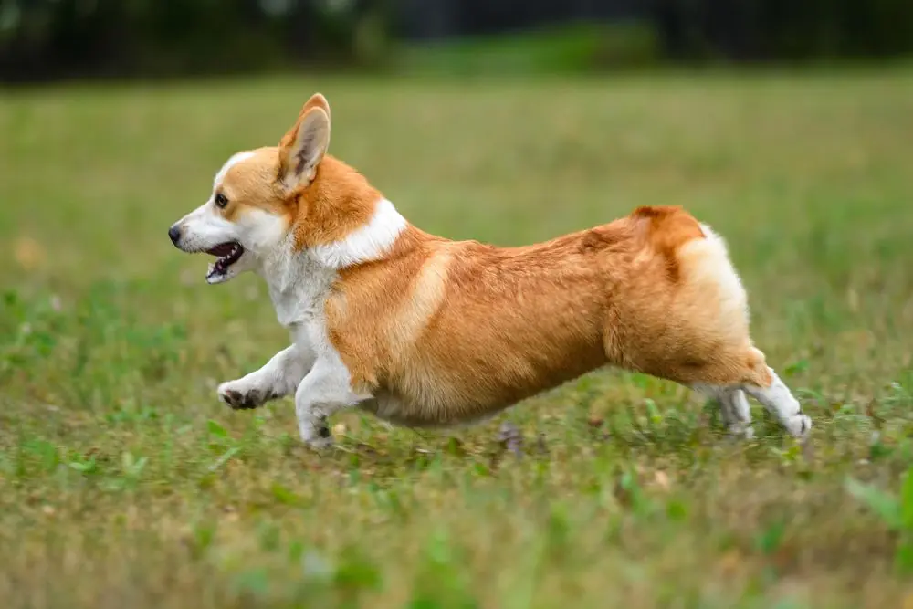 Corgi en movimiento al exterior.