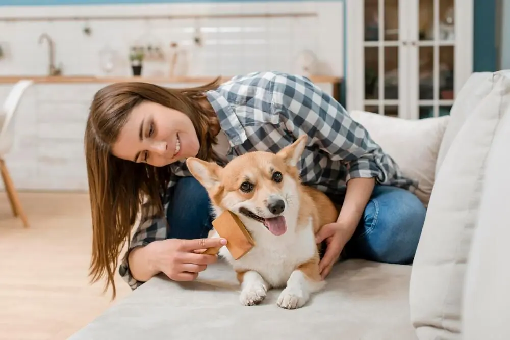 Corgi recibiendo mimos de su dueña en casa.