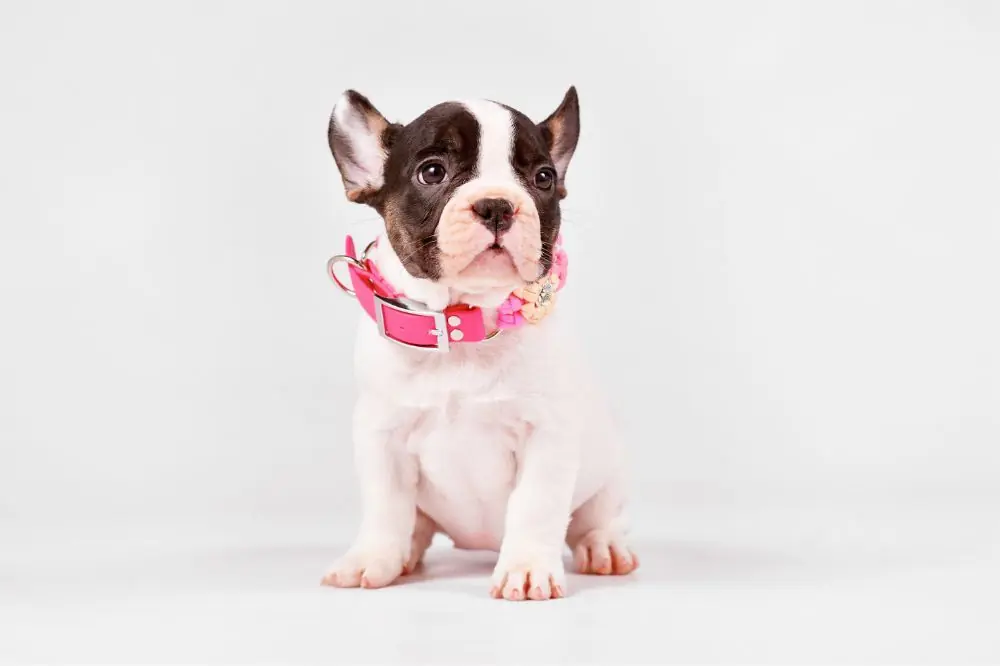 Crianza y socialización del cachorro de Bulldog Francés