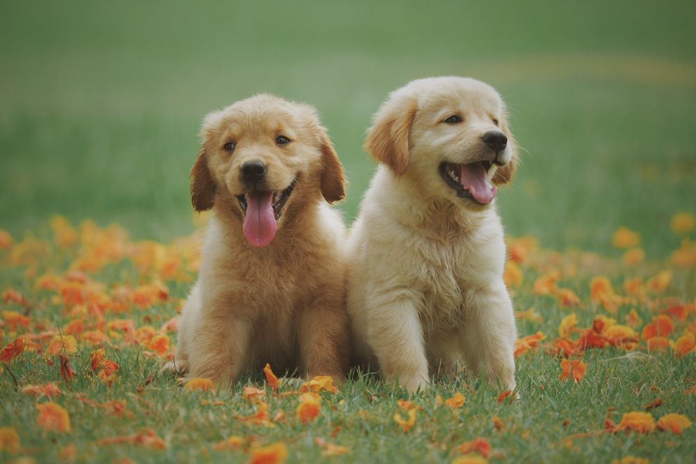 Crianza y socialización del cachorro de Golden Retriever