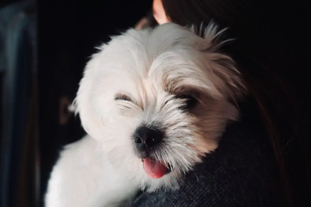 Crianza y socialización del cachorro de Shih Tzu