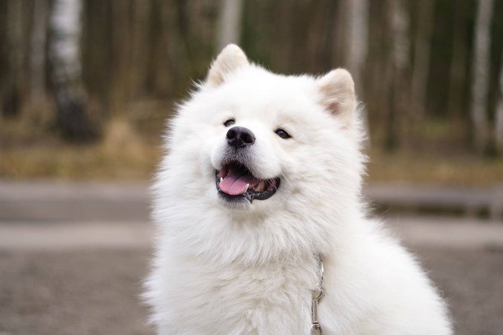Cuida a tu Samoyedo como se merece con Dogfy Diet