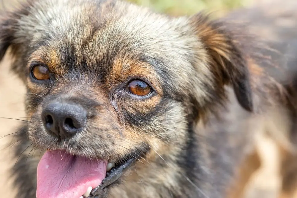 Dog's,Eyes,Watering,From,Bright,Sun ,Topic, ,Veterinary,Medicine,