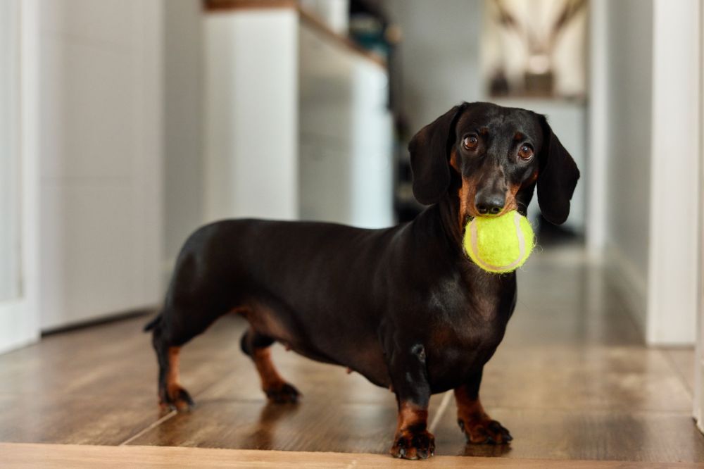 Cuidado a tu Dachshund con la mejor alimentación natural