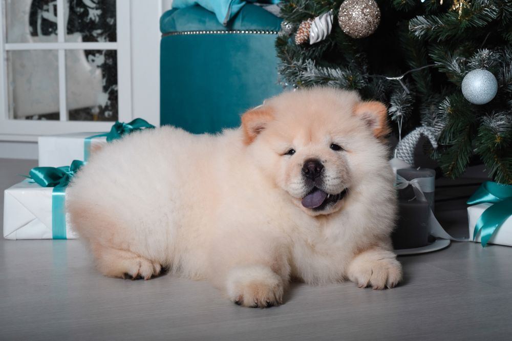 Cuidados esenciales para el cachorro de Chow Chow