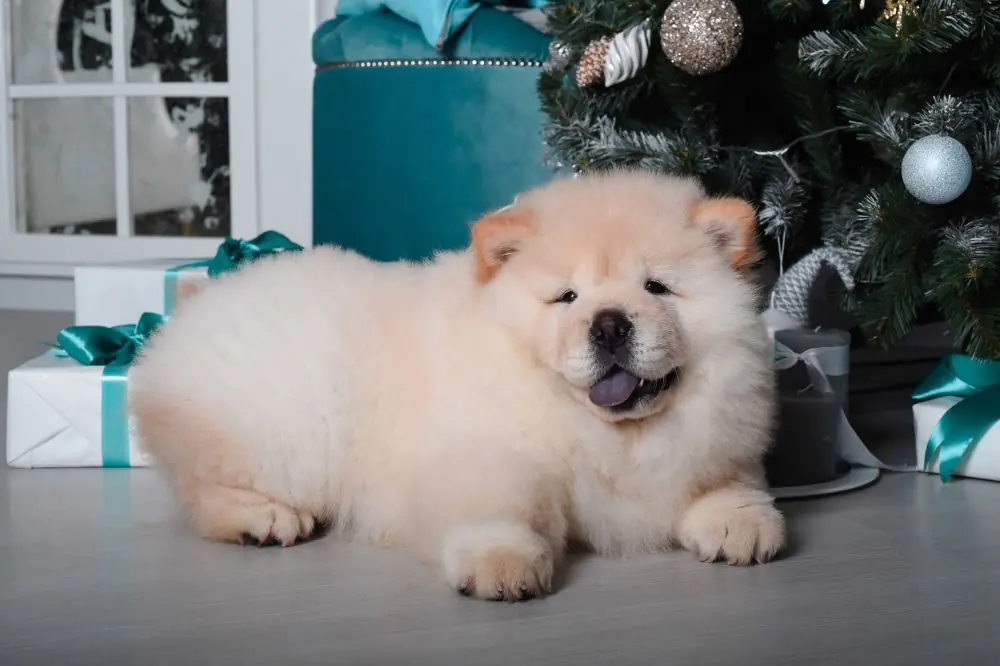 Cuidados esenciales para el cachorro de Chow Chow