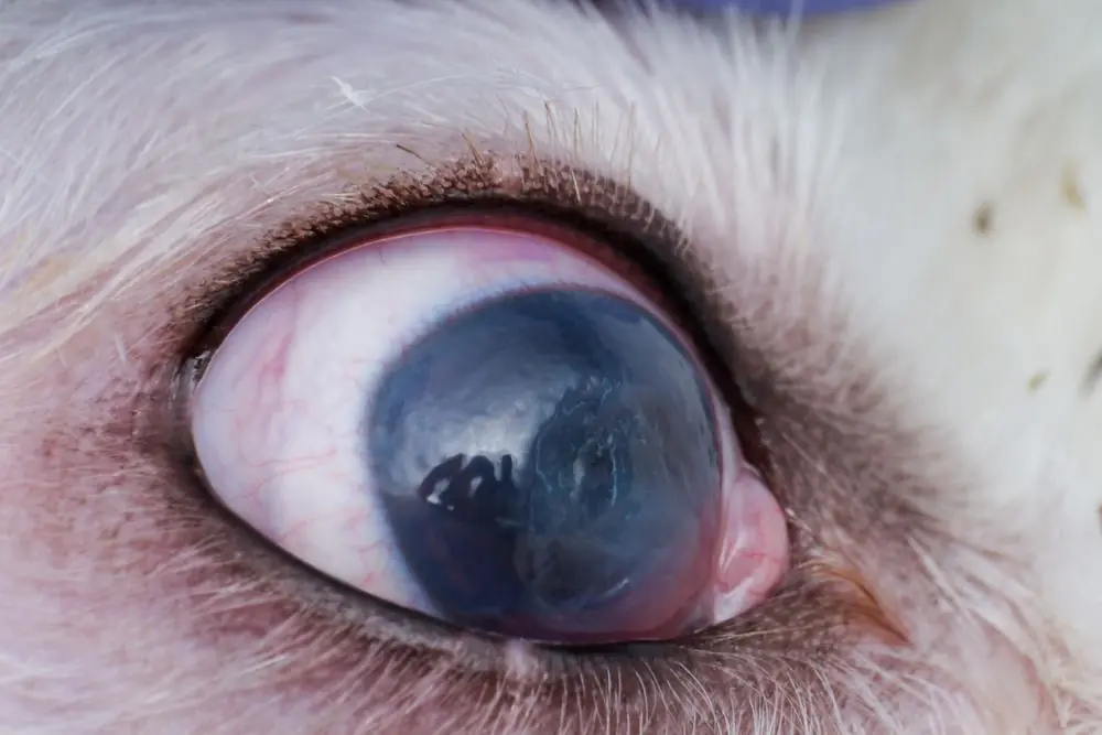 Eye,Of,A,Dog,With,Deep,Corneal,Ulcer,Closeup