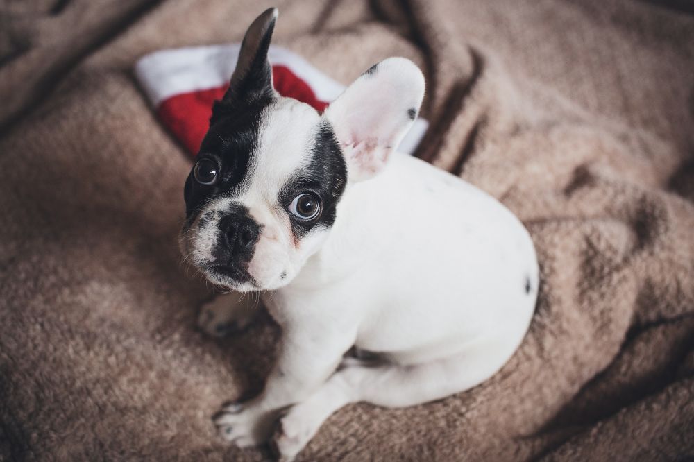 Curiosidades y datos interesantes de los cachorros de Bulldog Francés