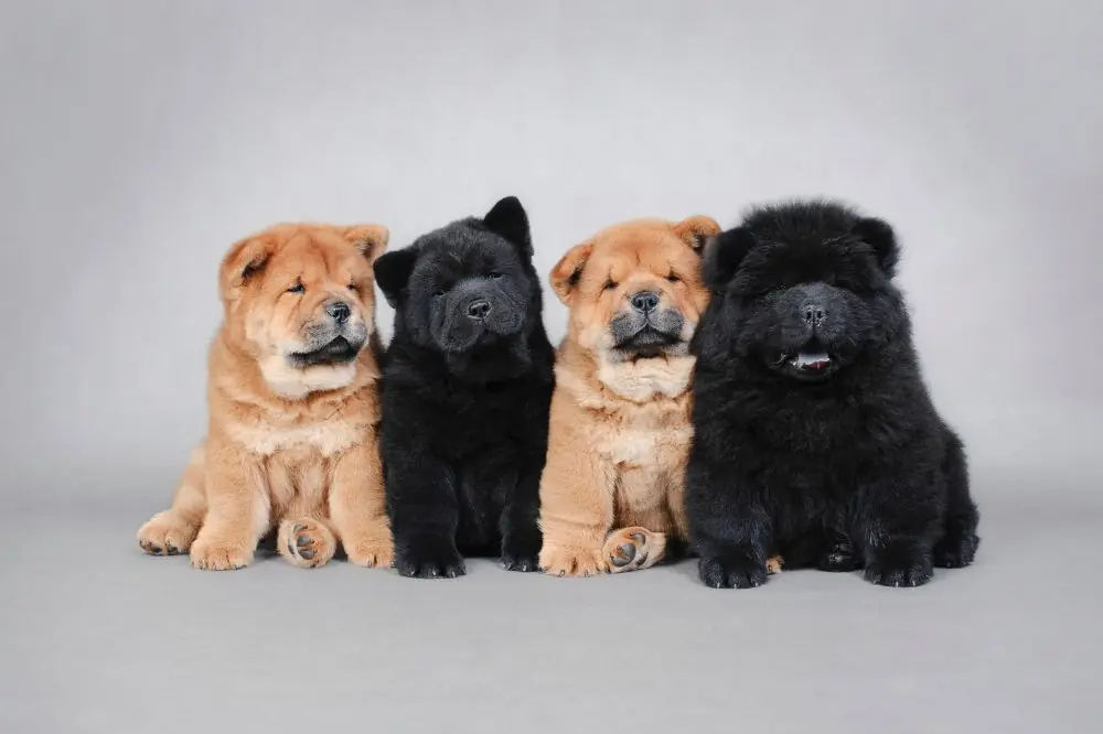 Curiosidades y datos interesantes de los cachorros de Chow Chow