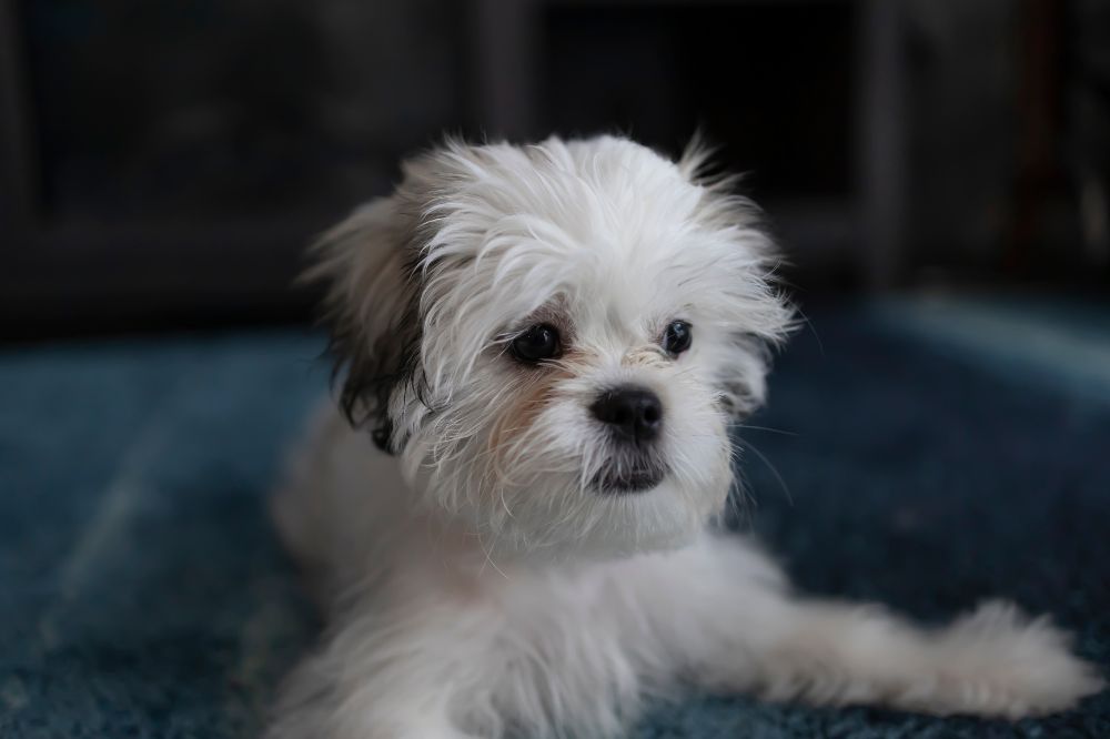 Curiosidades y datos interesantes de los cachorros de Shih Tzu