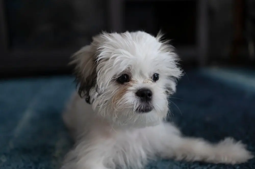 Curiosidades y datos interesantes de los cachorros de Shih Tzu