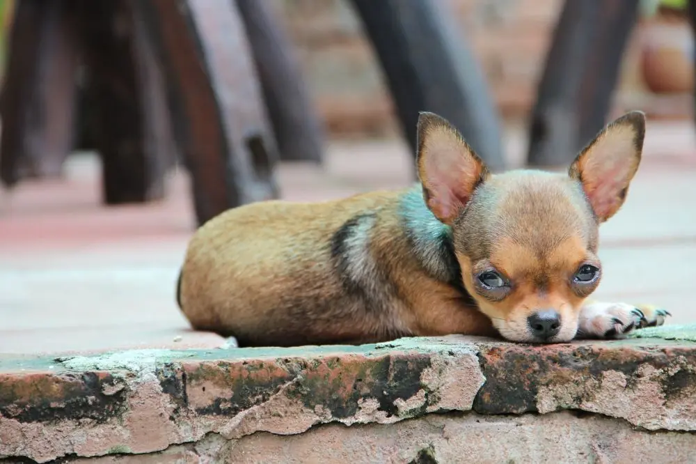Migliore alimentazione per il Chihuahua: guida completa per una dieta sana e naturale