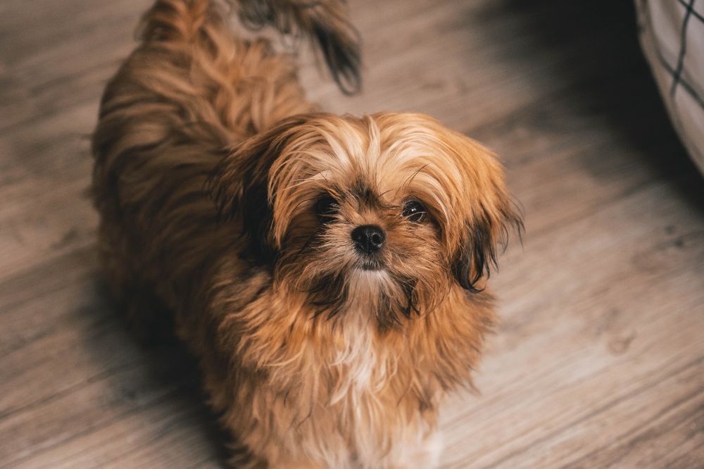 Descubre las curiosidades más asombrosas de los Shih Tzu