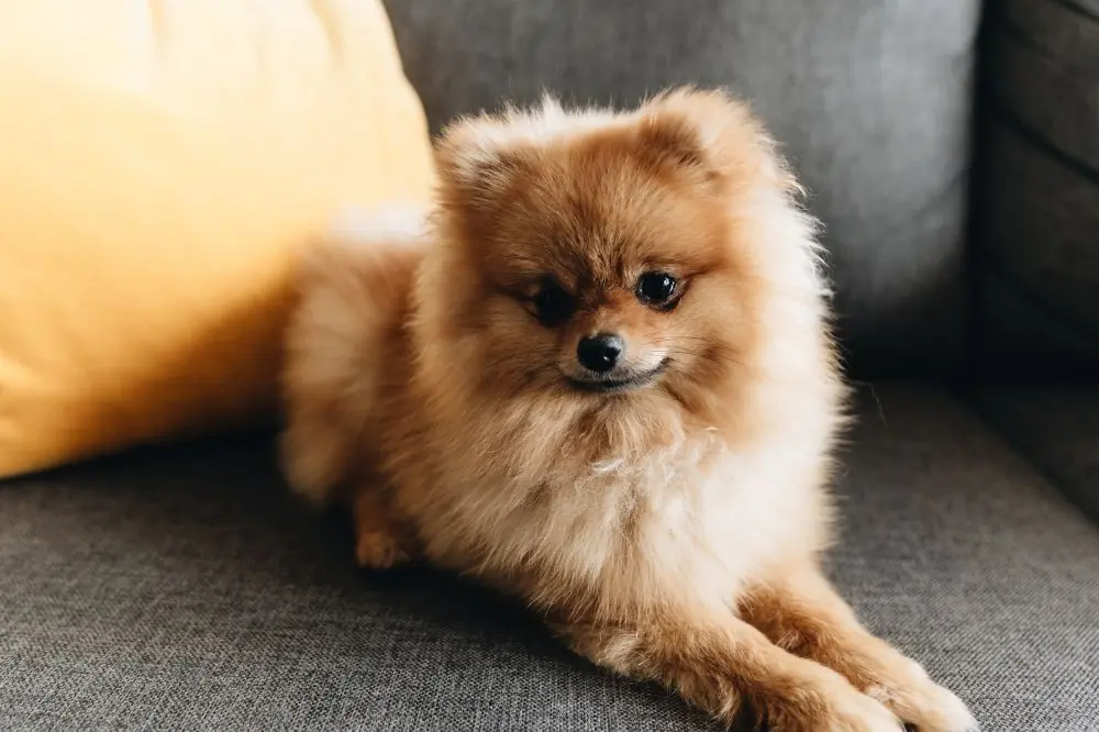 Descubriendo los encantos del Pomerania curiosidades fascinantes