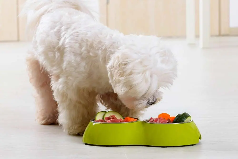 Dieta nutriente alimentazione di qualita maltese bichon giocattolo