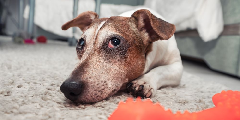 Tired,Sad,Dog,Jack,Russell,Terrier,Lying,On,Carpet,Next