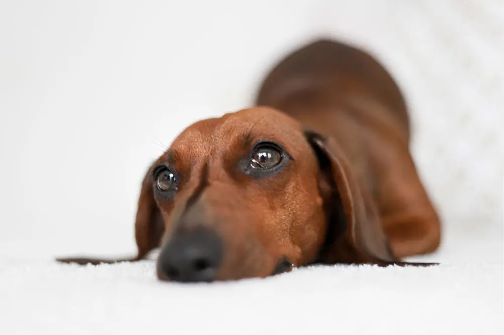 Teckel Standard: origine, caractéristiques et soins