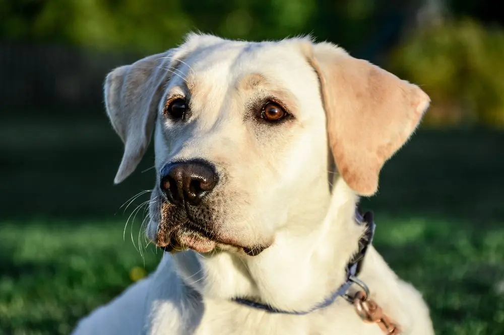 Curiosità sul Labrador Retriever