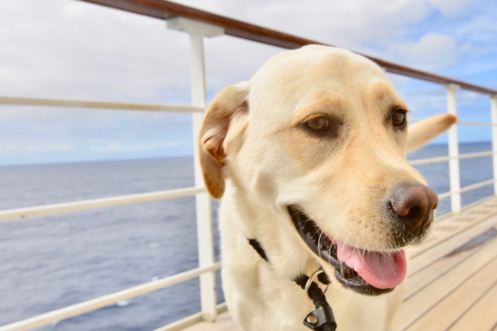 Diversità nei tipi di lignaggio