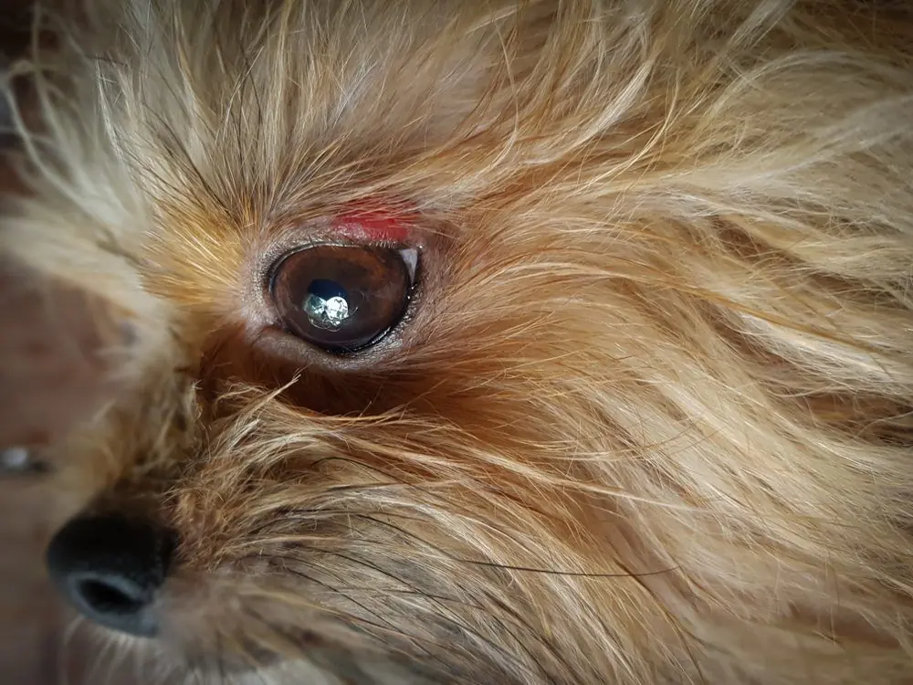 Closeup,Dog's,Eye,With,Fresh,Scarred,With,A,Few,Blood