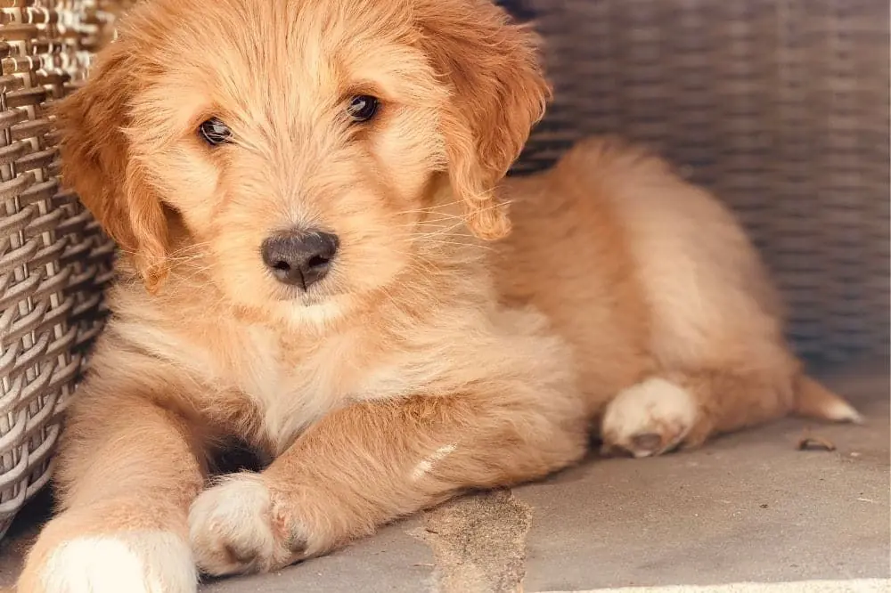 Dotato di funzionalità di intelligenza