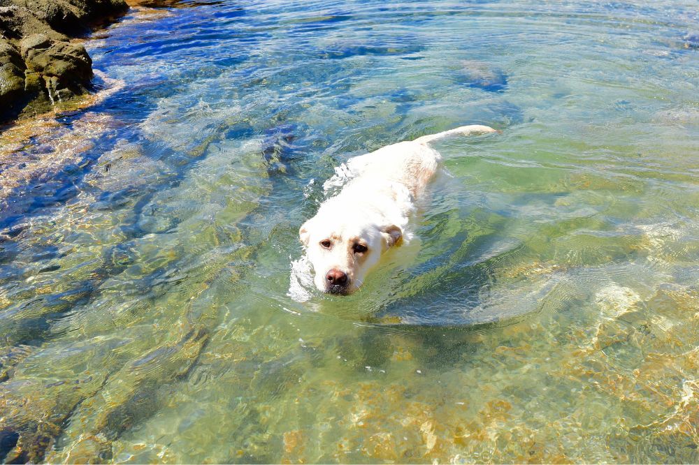 Eccezionale abilità in acqua