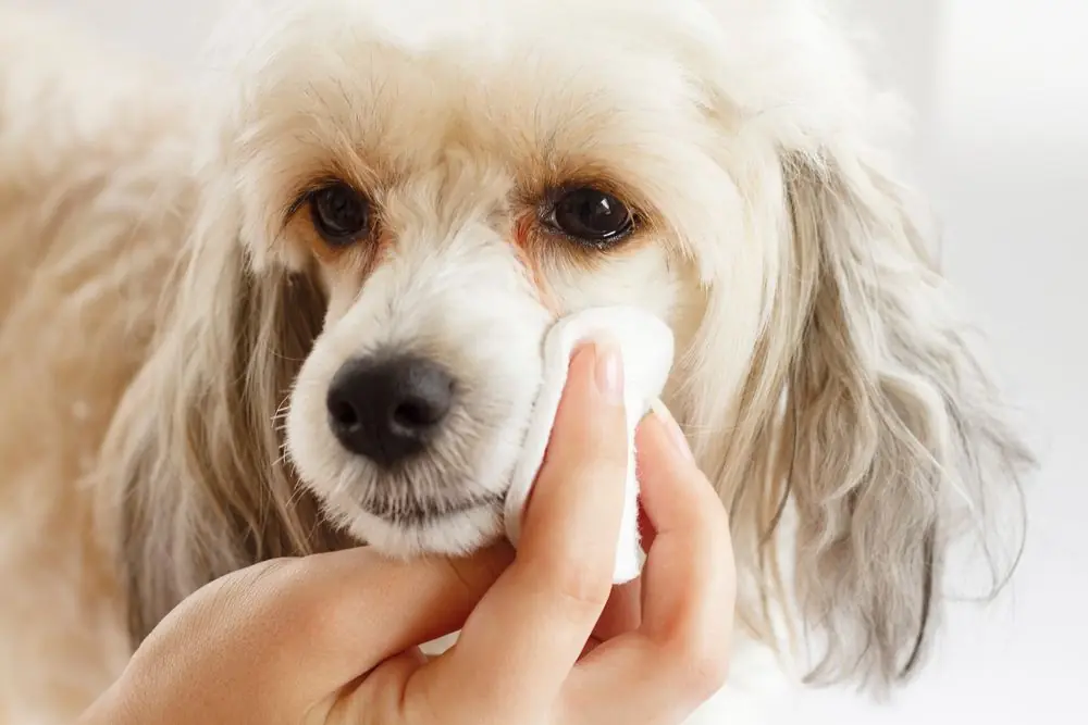 The,Procedure,For,Cleaning,The,Eyes,Of,The,Chinese,Downy