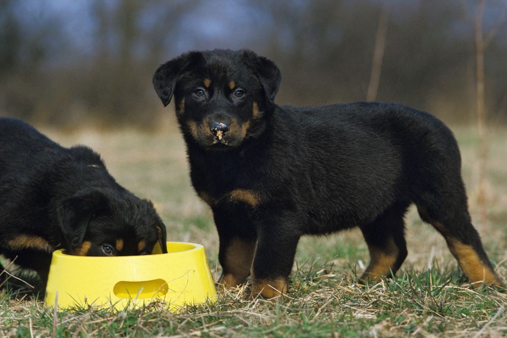 Esigenze alimentari del Rottweiler