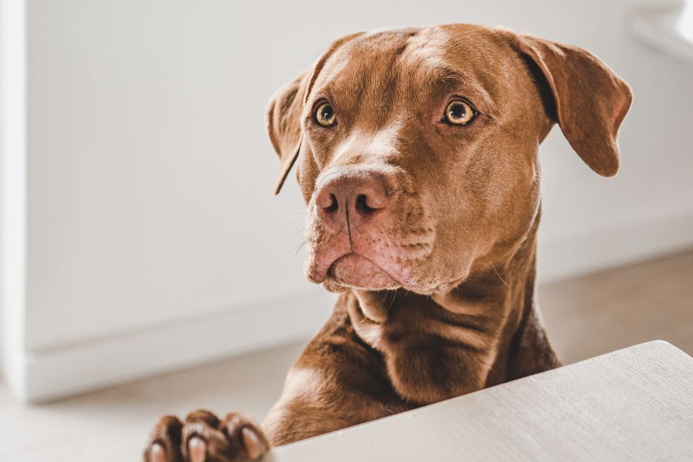 Esigenze alimentari dell'American Pit Bull Terrier