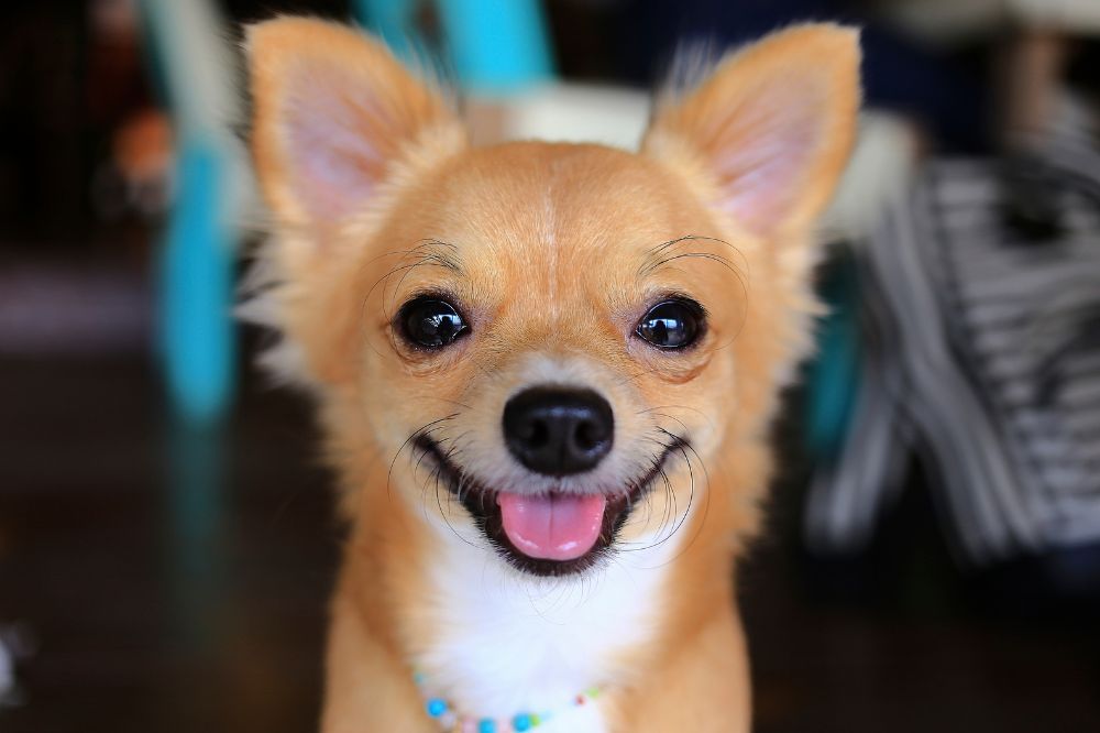 Esigenze nutrizionali del Chihuahua