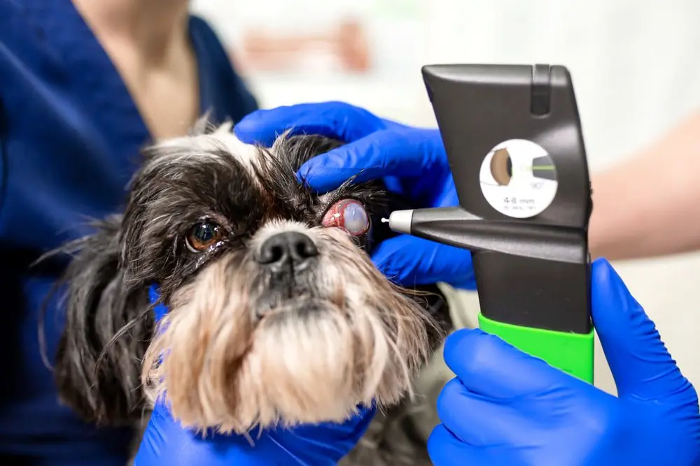 A,Veterinary,Ophthalmologist,Makes,A,Medical,Procedure,,Examines,A,Dog's