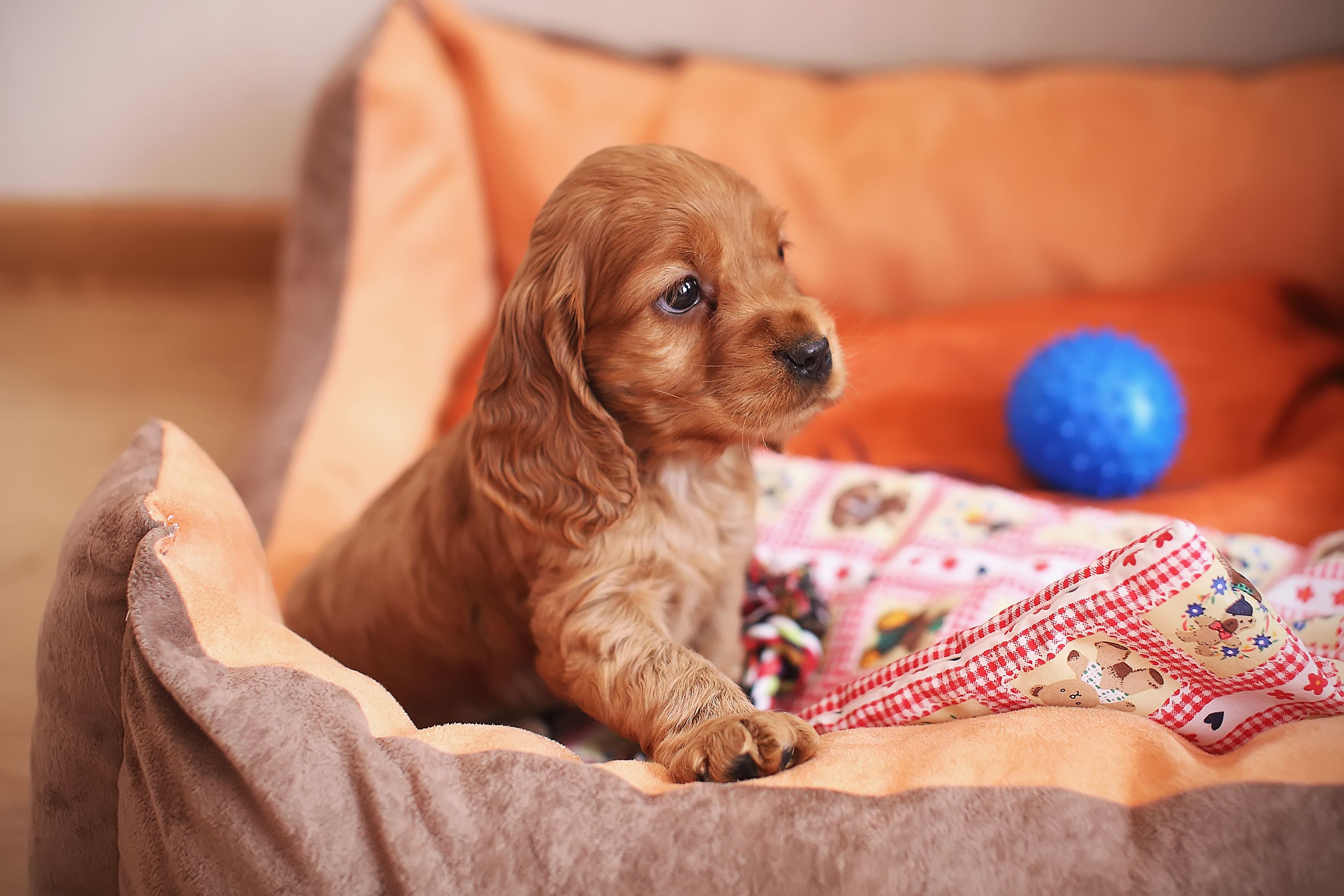 Cute cocker spaniel puppy